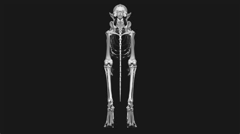 ArtStation - Fox skeleton | Resources