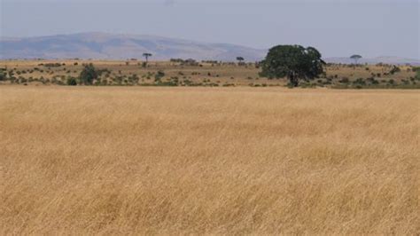 View African Savannah Dry Season High Stock Footage Video (100% Royalty-free) 1019105884 ...