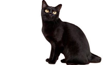 Bombay Cat Breed Information, Pictures, Characteristics & Facts