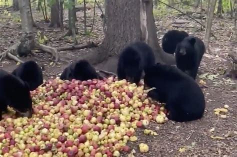 Black Bear Cubs Devour Big Pile of Apples and Purr with Delight | Rare