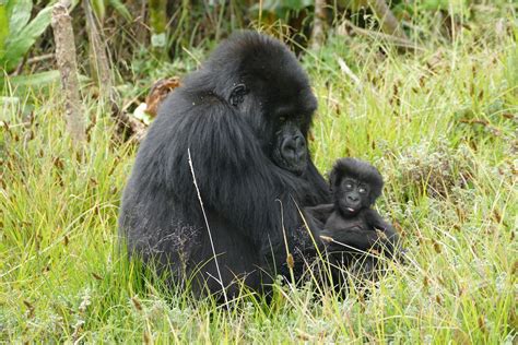 Infant gorilla naming 2023 – Kwita Izina - Dian Fossey Gorilla Fund