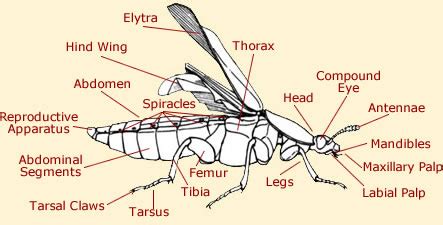 Beetle Anatomy - Species & Anatomy Pictures/Diagram