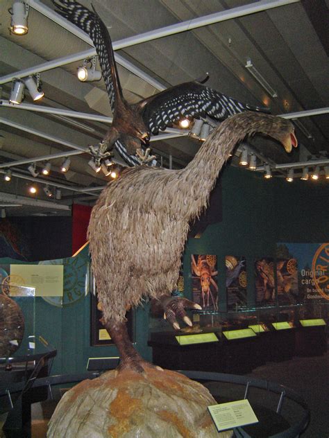 This is a display of a Haast eagle attacking a Moa. These birds used to ...