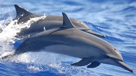 dolphin, Water, Animals, Mammals, Sea Wallpapers HD / Desktop and Mobile Backgrounds