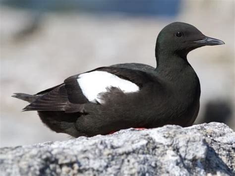 Alcidae Browse by Family, All About Birds, Cornell Lab of Ornithology