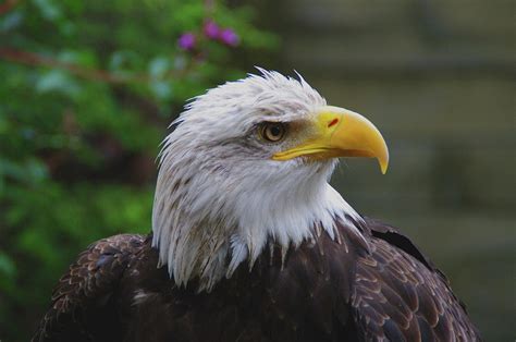 Bald Eagle a Symbol of Freedom Photograph by Sherri Leath - Fine Art ...