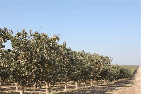 Orchard Spacing Considerations in a Tree Nut Orchard | West Coast Nut