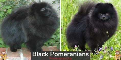 The Top 25 Popular Pomeranian Colors: Complete List With Photos and Details