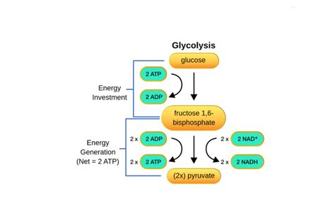 Glycolysis Cytoplasm