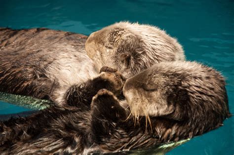 Otters holding hands by masaki-m - Photo 27403959 / 500px