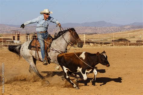 Cowboy on horse roping cattle Stock Photo | Adobe Stock