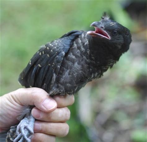 Crows and body language - Bird Ecology Study Group