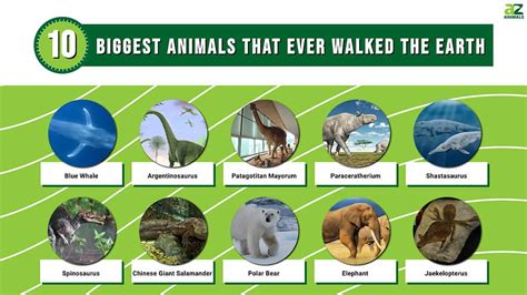 Largest Animals Ever Chart