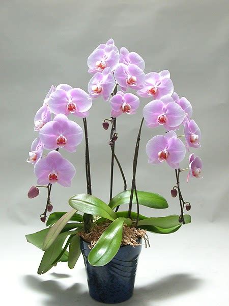 Orhideea ingrijire,orhideea salbatica,orhideea floare,tipuri de orhidee