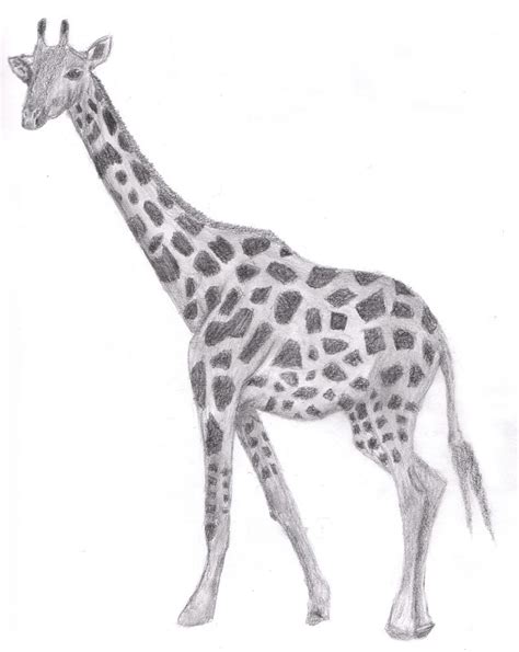 Drawing: Giraffe by JustinMs66 on DeviantArt