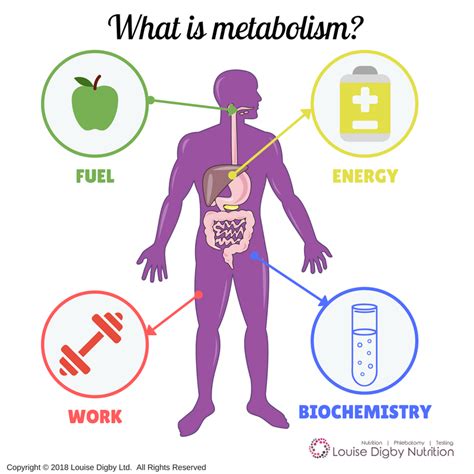 This word “metabolism” is thrown around a lot these days. You know that ...