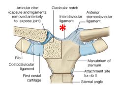 AK T3 Sternoclavicular (S-C) Joint Flashcards | Quizlet