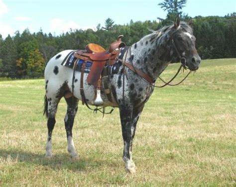 dark bay appaloosa horse | Tumblr