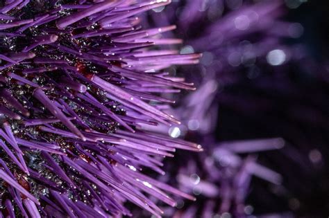 From plague to delicacy — reconsidering the purple sea urchin - Los ...