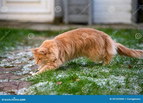 Fluffy Maine Coon cat stock photo. Image of kitten, looking - 207323056