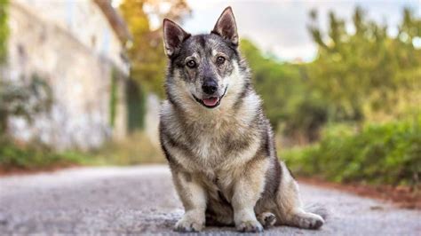 Swedish Vallhund - Price, Temperament, Life span