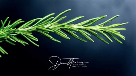 How To Use Rosemary for Hair Growth - TEN by David Thomas