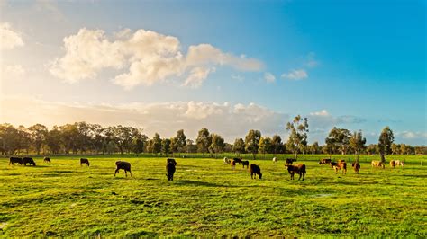 Cows Grazing On A Daily Farm In Rural South Australia During Win ...