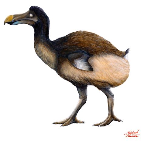 News Bite: Dodos and the evolution of bird brains - Past Time Paleo