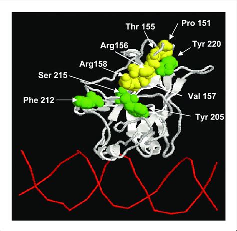 Predicted effect of most frequent TP53 mutations on the tertiary... | Download Scientific Diagram