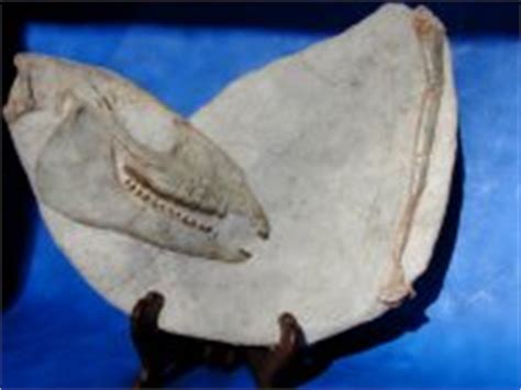 Mesohippus Horse Fossils