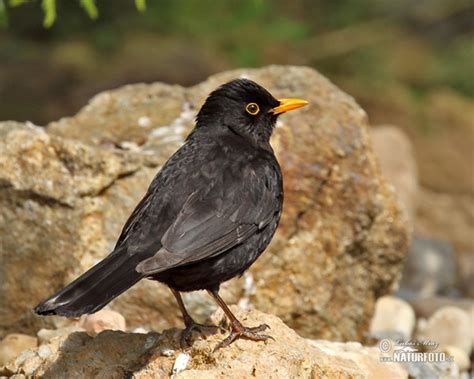 Turdus merula Pictures, Blackbird Images, Nature Wildlife Photos ...