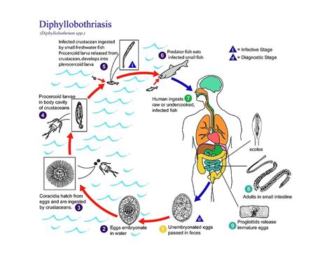 Fish Tapeworm Life Cycle Photograph By Cdc Science Photo Library | SexiezPicz Web Porn