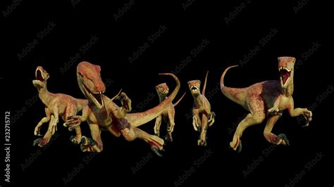 velociraptor pack, hunting theropod dinosaurs, 3d illustration isolated on black background ...