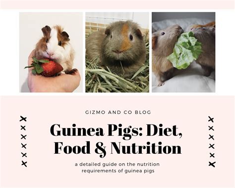 Guinea Pig: Diet, Food & Nutrition - Gizmo & Co