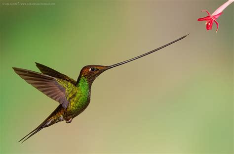 The Sword-billed Hummingbird is the only bird to have a beak longer than the rest of its body ...