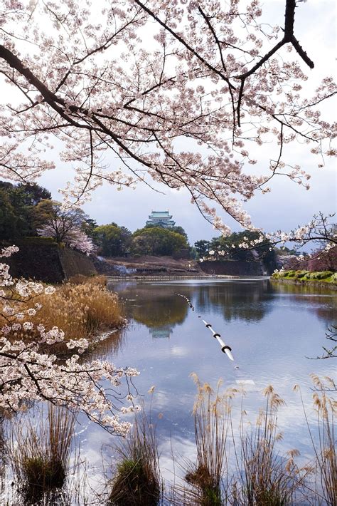 Nagoya Castle reflected in the surface of a lake and cherry blossoms - null | Cherry blossom ...