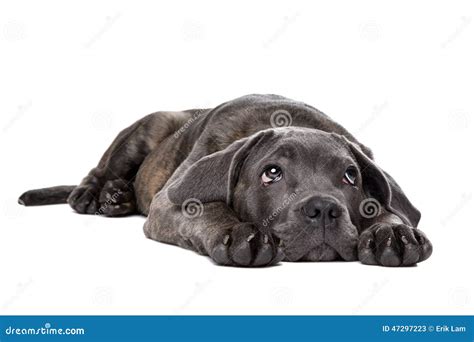 Grey cane corso puppy dog