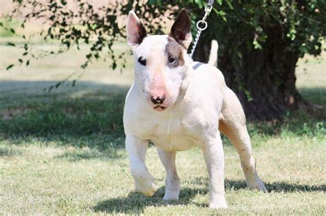 Major Bull Terriers - Bull Terrier Puppies for Sale in Bucklin, KS ...