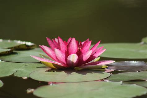 Zen Lotus Wallpapers - Top Free Zen Lotus Backgrounds - WallpaperAccess