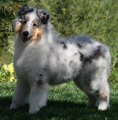 Blue Merle Smooth Collie Puppy