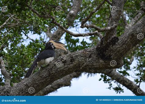 BIRDS Yala National Park-SRI Lanka Stock Photo - Image of yala, birds ...