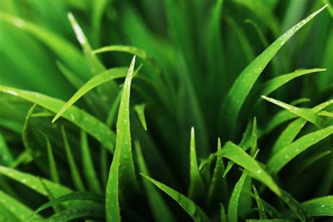 Guide to Identification of Grass Types - The Farm at Green Village