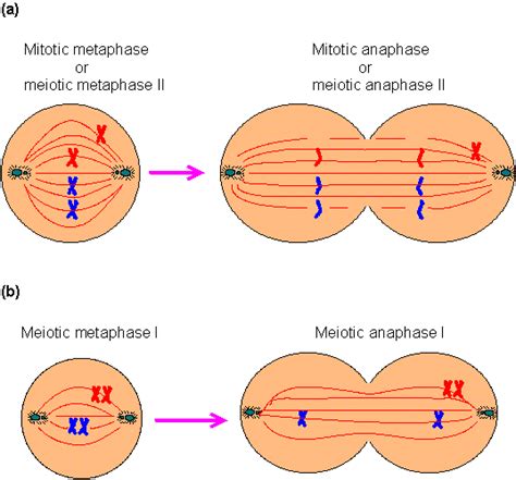 Monosomy. Causes, symptoms, treatment Monosomy