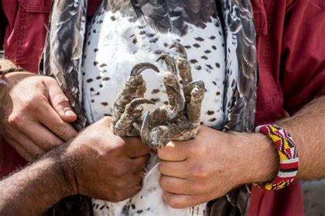 Africa’s Martial Eagle - Angama Mara