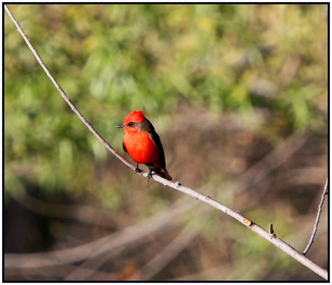 Walk With Father Nature: Photo Haiku - Bird Series