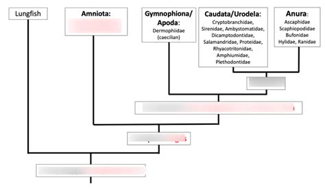 amphibians Diagram | Quizlet