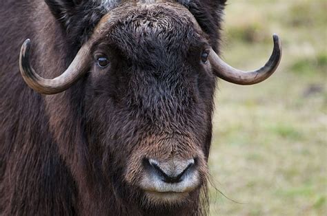 Fur, horns, musk, ox, wildlife, HD wallpaper | Wallpaperbetter