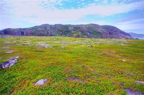 Polar Hills Scandinavian Tundra in Summer Stock Image - Image of ...