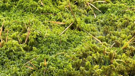 what is sphagnum peat moss - Publicaffairsworld.com