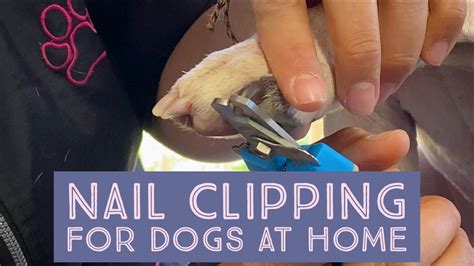 How to clip your dog's nails at home - YouTube